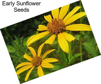 Early Sunflower Seeds
