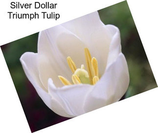 Silver Dollar Triumph Tulip