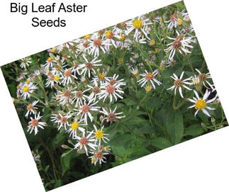 Big Leaf Aster Seeds