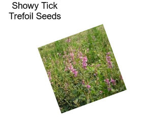 Showy Tick Trefoil Seeds