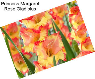 Princess Margaret Rose Gladiolus