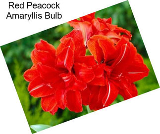 Red Peacock Amaryllis Bulb