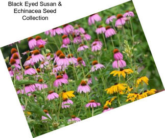 Black Eyed Susan & Echinacea Seed Collection