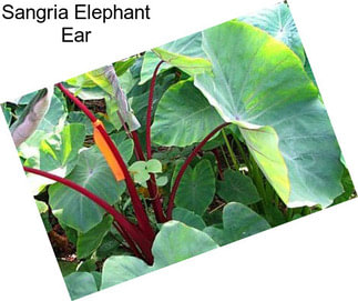 Sangria Elephant Ear