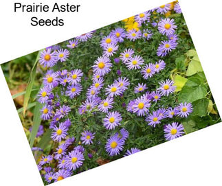 Prairie Aster Seeds