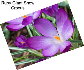 Ruby Giant Snow Crocus