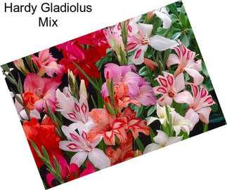 Hardy Gladiolus Mix