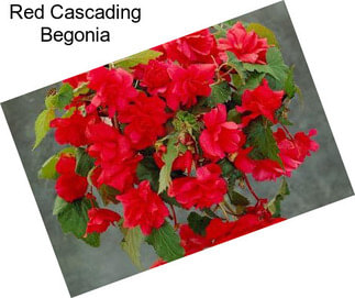 Red Cascading Begonia
