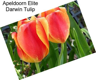 Apeldoorn Elite Darwin Tulip