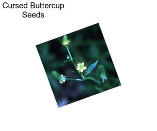 Cursed Buttercup Seeds