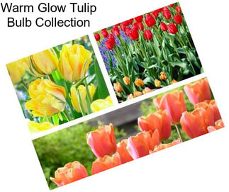 Warm Glow Tulip Bulb Collection