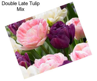 Double Late Tulip Mix