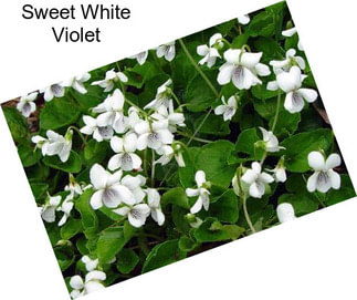 Sweet White Violet