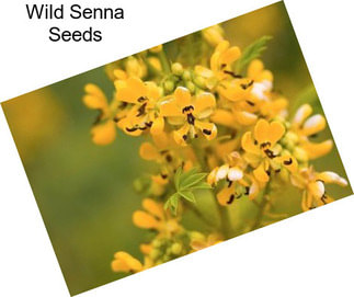 Wild Senna Seeds