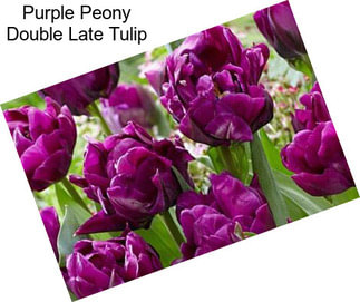 Purple Peony Double Late Tulip