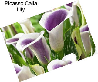 Picasso Calla Lily