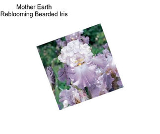 Mother Earth Reblooming Bearded Iris