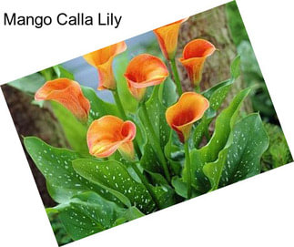 Mango Calla Lily