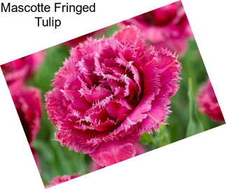 Mascotte Fringed Tulip