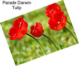 Parade Darwin Tulip