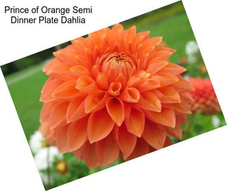 Prince of Orange Semi Dinner Plate Dahlia