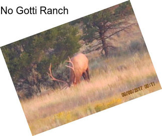 No Gotti Ranch