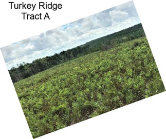 Turkey Ridge Tract A