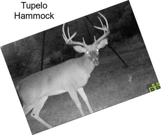 Tupelo Hammock