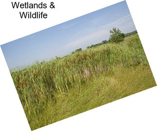 Wetlands & Wildlife
