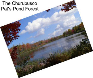 The Churubusco Pat\'s Pond Forest