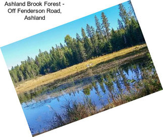 Ashland Brook Forest - Off Fenderson Road, Ashland