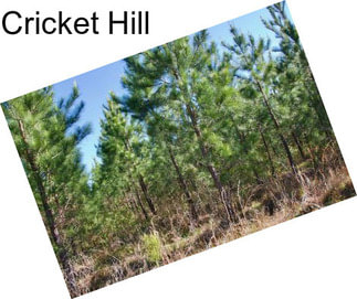 Cricket Hill