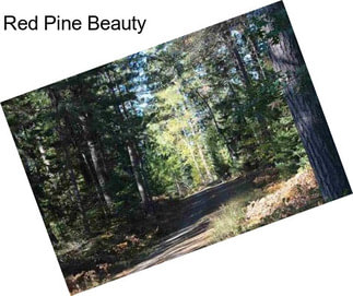 Red Pine Beauty