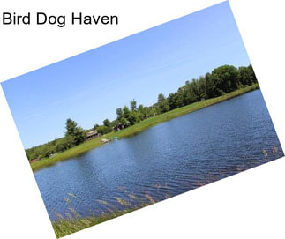 Bird Dog Haven