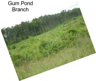 Gum Pond Branch