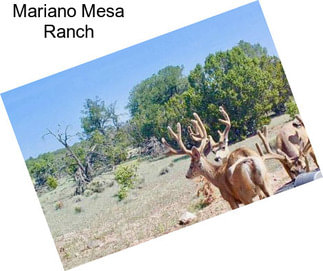 Mariano Mesa Ranch