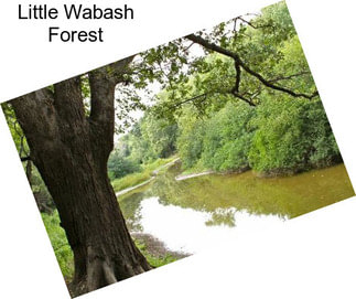 Little Wabash Forest