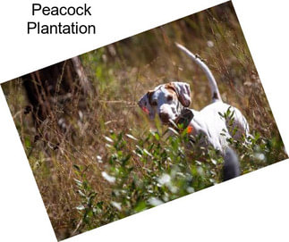 Peacock Plantation