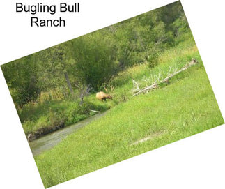 Bugling Bull Ranch