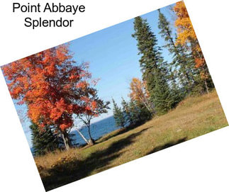 Point Abbaye Splendor