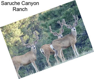 Saruche Canyon Ranch