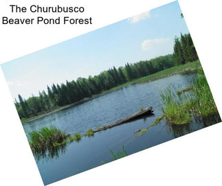 The Churubusco Beaver Pond Forest