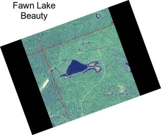 Fawn Lake Beauty