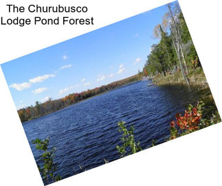 The Churubusco Lodge Pond Forest