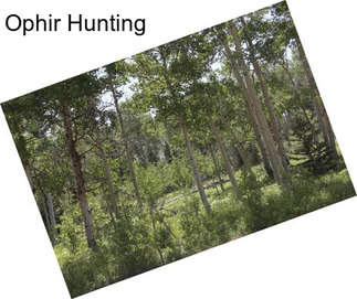Ophir Hunting