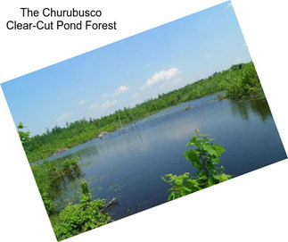 The Churubusco Clear-Cut Pond Forest