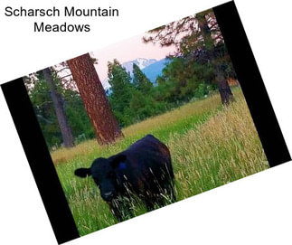 Scharsch Mountain Meadows