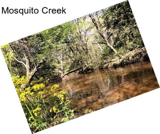 Mosquito Creek