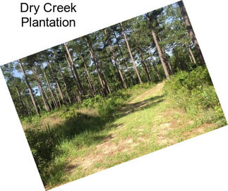 Dry Creek Plantation