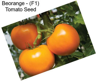 Beorange - (F1) Tomato Seed